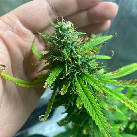Martha growlog timeline photo