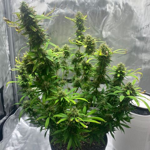 Martha growlog timeline photo