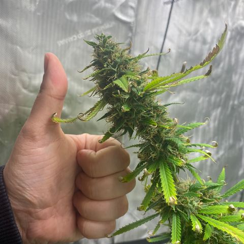 Martha growlog timeline photo