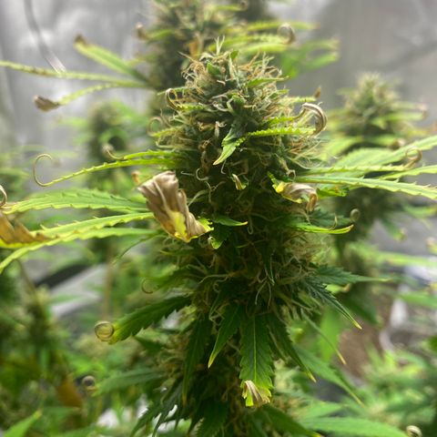 Martha growlog timeline photo