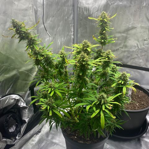 Martha growlog timeline photo