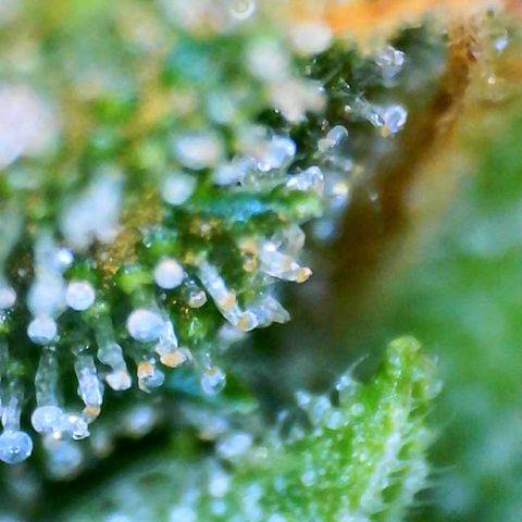 Martha growlog timeline photo