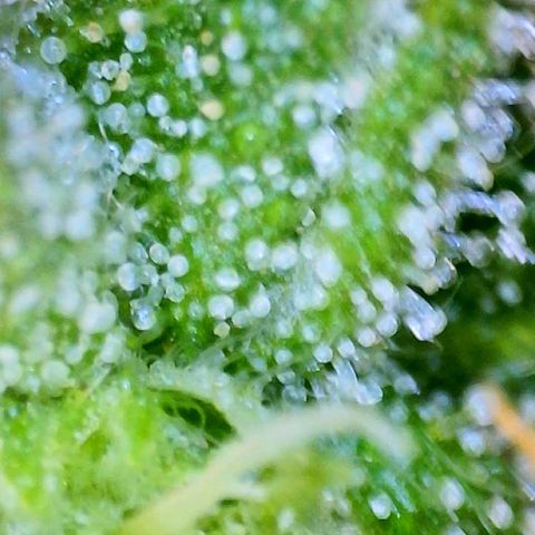 Martha growlog timeline photo