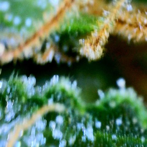 Martha growlog timeline photo