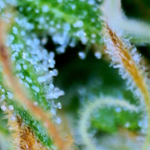 Martha growlog timeline photo