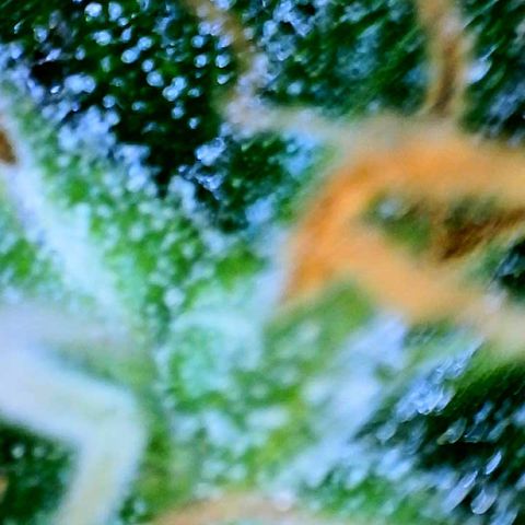 Martha growlog timeline photo