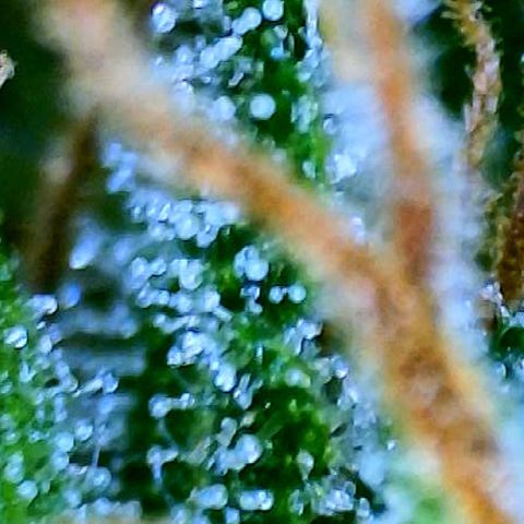 Martha growlog timeline photo
