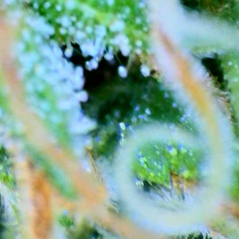 Martha growlog timeline photo