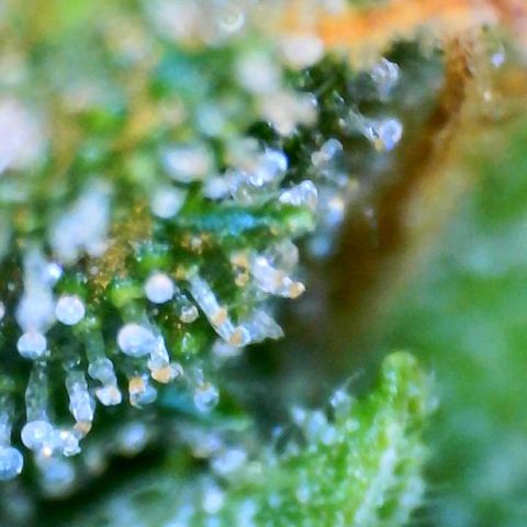 Martha growlog timeline photo