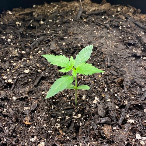Sabrina growlog timeline photo