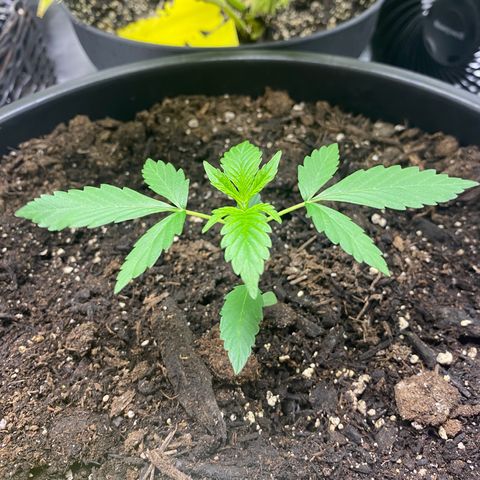 Sabrina growlog timeline photo
