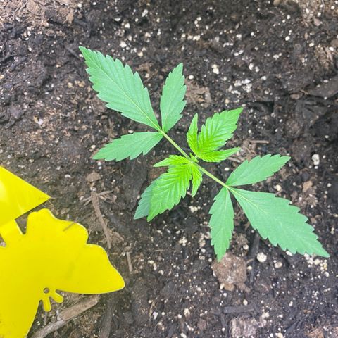 Sabrina growlog timeline photo