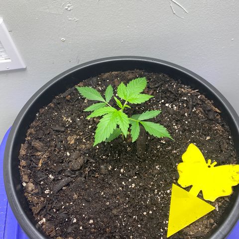 Sabrina growlog timeline photo