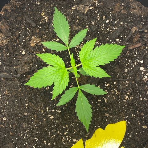 Sabrina growlog timeline photo