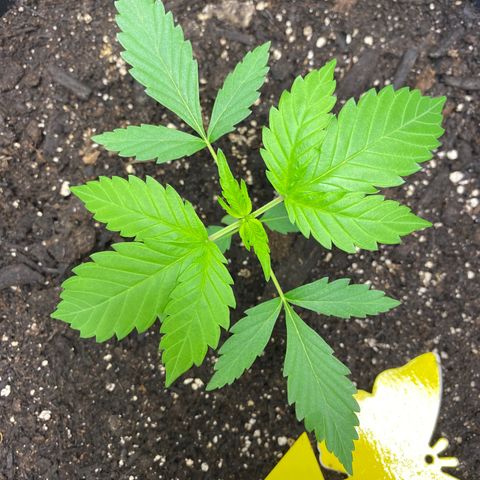 Sabrina growlog timeline photo