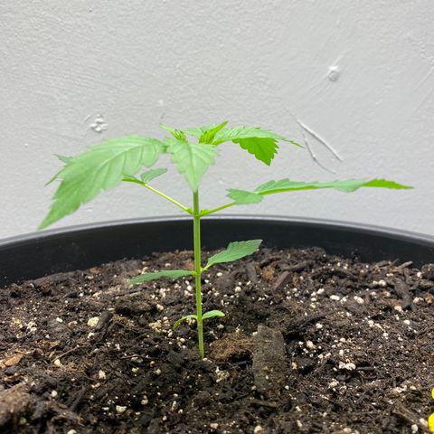 Sabrina growlog timeline photo