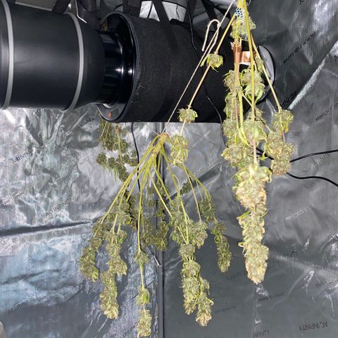 Martha growlog timeline photo