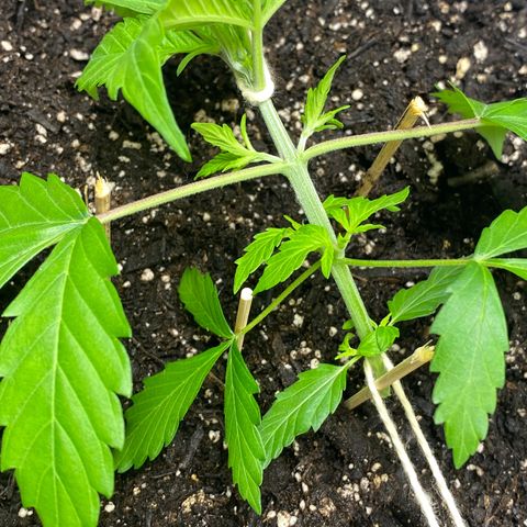Sabrina growlog timeline photo