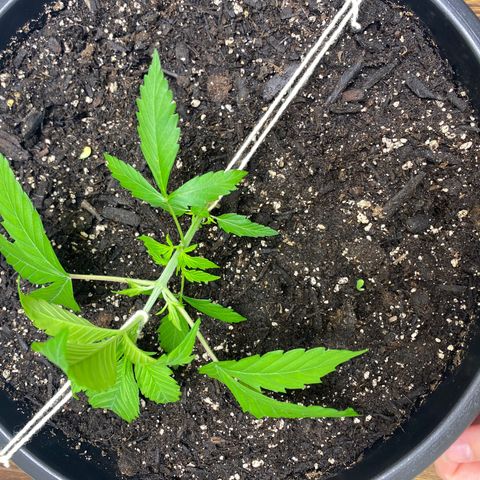 Sabrina growlog timeline photo