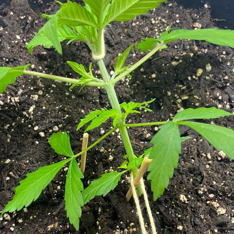 Sabrina growlog timeline photo