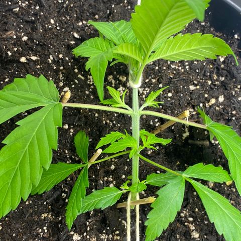 Sabrina growlog timeline photo
