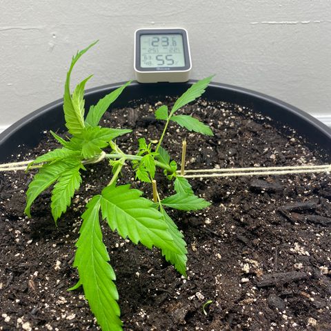 Sabrina growlog timeline photo