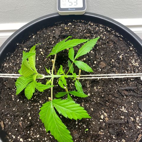 Sabrina growlog timeline photo