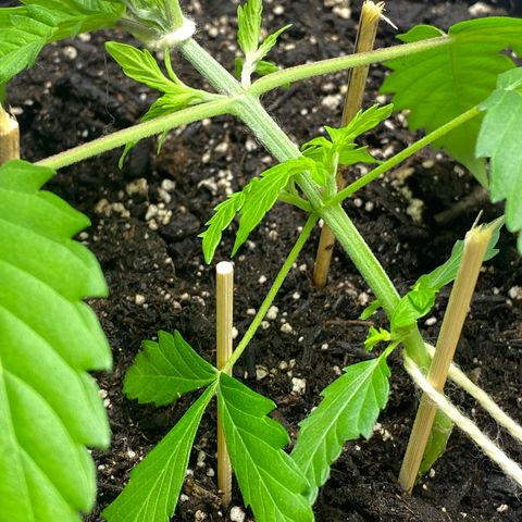 Sabrina growlog timeline photo