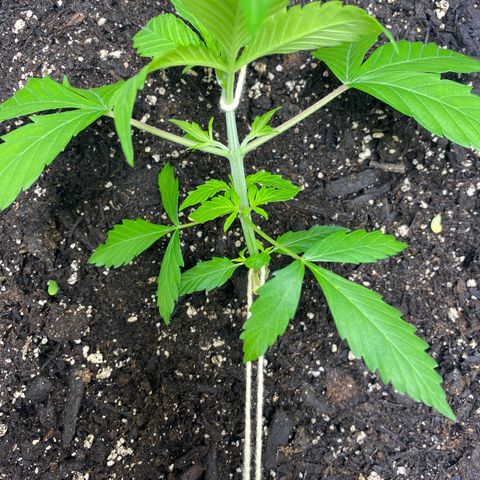 Sabrina growlog timeline photo
