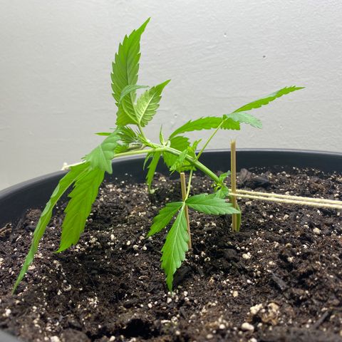 Sabrina growlog timeline photo
