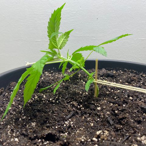 Sabrina growlog timeline photo