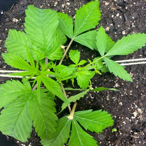 Sabrina growlog timeline photo
