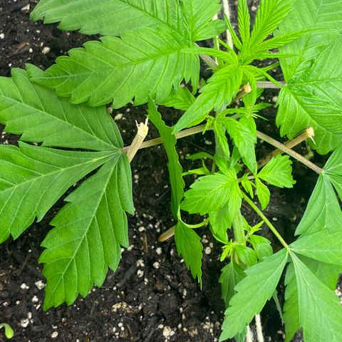 Sabrina growlog timeline photo