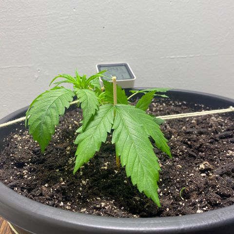 Sabrina growlog timeline photo