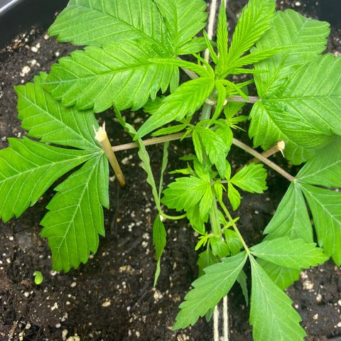 Sabrina growlog timeline photo