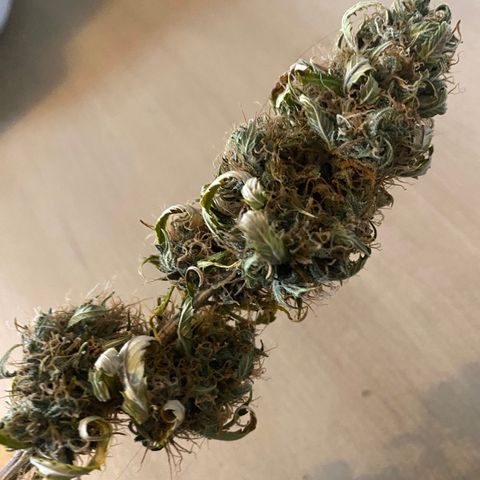 Martha growlog photo: 1/4 harvest!! Half in grove bag, other half in mason jar. Day 7 of dry
