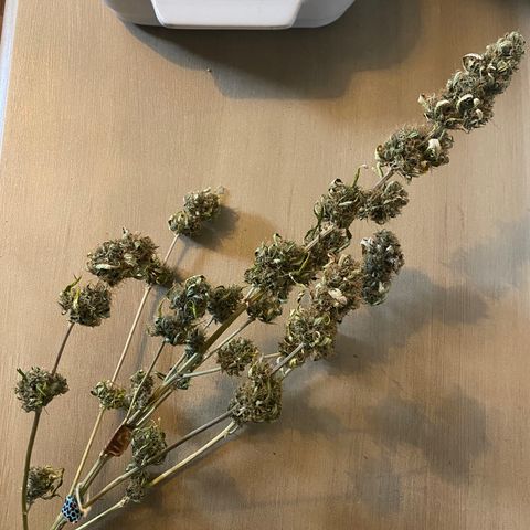 Martha growlog photo: 1/4 harvest!! Half in grove bag, other half in mason jar. Day 7 of dry