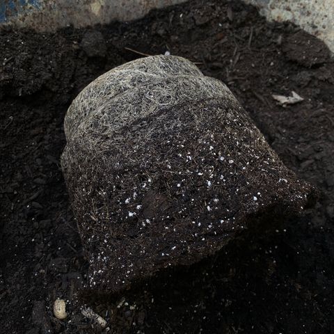 Martha growlog timeline photo