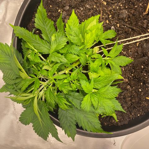 Sabrina growlog timeline photo