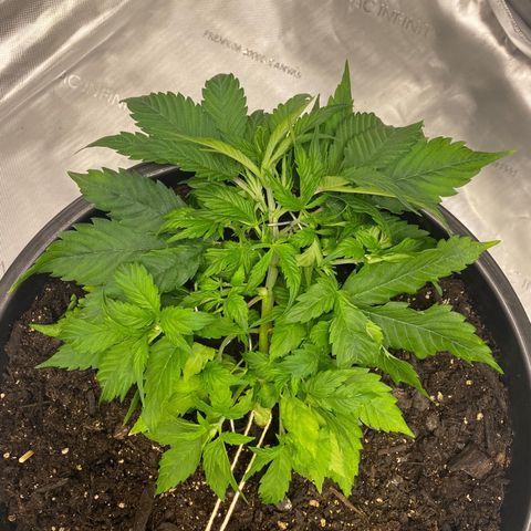 Sabrina growlog timeline photo