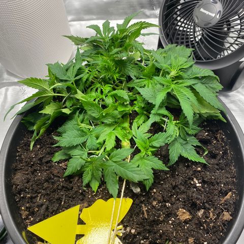 Sabrina growlog timeline photo
