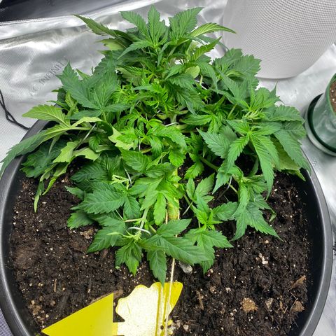 Sabrina growlog timeline photo