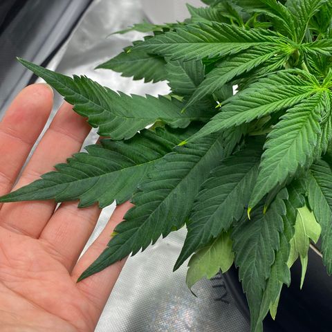Sabrina growlog timeline photo