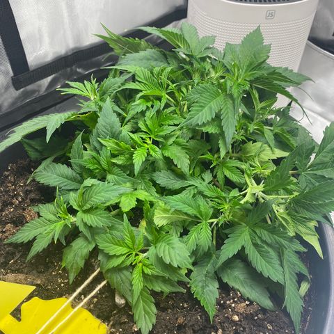 Sabrina growlog timeline photo
