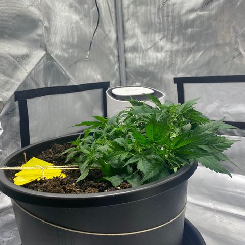 Sabrina growlog timeline photo