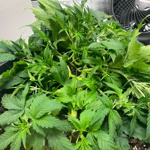 Sabrina growlog timeline photo