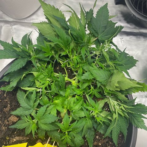 Sabrina growlog timeline photo