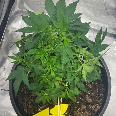 Sabrina growlog timeline photo