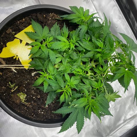 Sabrina growlog timeline photo