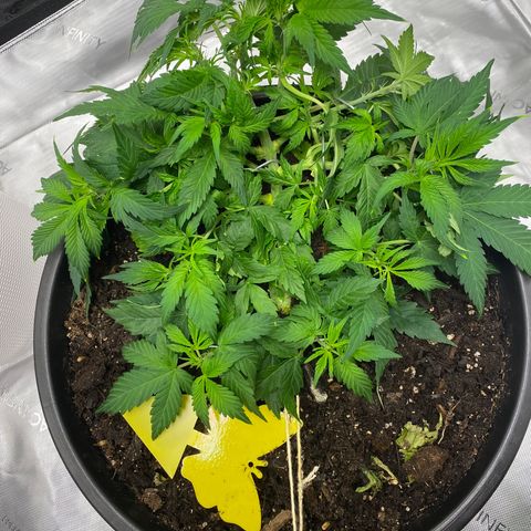 Sabrina growlog timeline photo